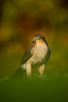 Adult female Sparrowhawk (Accipiter nisus) standing on a collared dove kill in a garden, Derbyshire, UK, November 2011