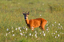 Male Roe deer (Capreolus capreolus) in meadow with cottongrass (Eriophorum sp), Cairngorms NP, Scotland, UK, June 2010