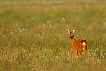 Male Roe deer (Capreolus capreolus) in meadow, Cairngorms NP, Scotland, UK, June 2010