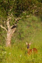 Female Roe deer (Capreolus capreolus) standing in a meadow on the edge of woodland, Cairngorms NP, Scotland, UK, August 2010