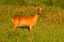 Female Roe deer (Capreolus capreolus) standing in a meadow, Cairngorms NP, Scotland, UK, August 2010