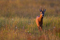 Portrait of a male Roe deer (Capreolus capreolus) in a meadow with cottongrass (Eriophorum sp), Cairngorms NP, Scotland, UK, August 2010