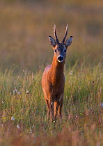 Portrait of a male Roe deer (Capreolus capreolus) in a meadow, Cairngorms NP, Scotland, UK, August 2010