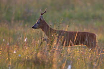 Roe deer (Capreolus capreolus) buck running through meadow, Cairngorms NP, Scotland, UK, August 2010