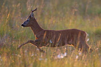 Roe deer (Capreolus capreolus) buck running through meadow, Cairngorms NP, Scotland, UK, August 2010