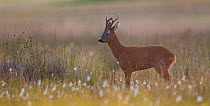 Roe deer (Capreolus capreolus) buck in a meadow, with cotton grass (Eriophorum sp), Cairngorms NP, Scotland, UK, August 2010