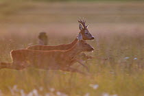 Roe deer (Capreolus capreolus) buck chasing female during mating season, Cairngorms NP, Scotland, UK, August 2010