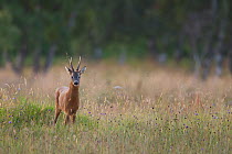 Roe deer (Capreolus capreolus) buck in a meadow in summer, Cairngorms NP, Scotland, UK, August 2010