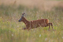 Roe deer (Capreolus capreolus) buck running through a meadow, Cairngorms NP, Scotland, UK, August 2010