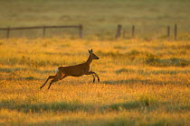 Roe deer (Capreolus capreolus) doe running through rough grassland in summer, Scotland, UK, June 2011
