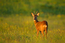 Roe deer (Capreolus capreolus) buck in rough grassland in summer, Scotland, UK, June 2011