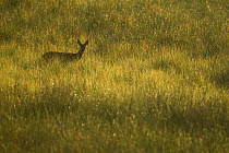 Roe deer (Capreolus capreolus) doe in rough grassland in summer, Scotland, UK, June 2011