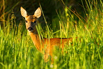 Portrait of a Roe deer (Capreolus capreolus) doe in rough grassland in summer, Scotland, UK, June 2011. Did you know? Female roe deer are called does and give birth in May and June, usually to twins.