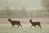 Two Roe deer (Capreolus capreolus) walking across a frosty field, Scotland, UK, November 2011