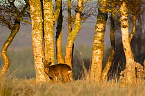 Roe deer (Capreolus capreolus) standing in the sunlight underneath some Silver birch (Betula verrucosa) trees, Scotland, UK, November 2011