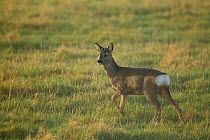Roe deer (Capreolus capreolus) doe in rough grassland, Scotland, UK, November 2011