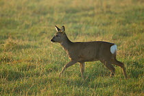 Roe deer (Capreolus capreolus) doe in rough grassland, Scotland, UK, November 2011