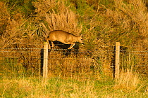 Roe deer (Capreolus capreolus) doe jumping stock fence, Scotland, UK, November 2011 Sequence 3/6