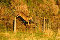 Roe deer (Capreolus capreolus) doe jumping stock fence, Scotland, UK, November 2011 Sequence 4/6