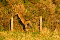 Roe deer (Capreolus capreolus) doe jumping stock fence, Scotland, UK, November 2011 Sequence 5/6