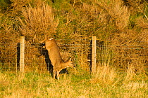 Roe deer (Capreolus capreolus) doe jumping stock fence, Scotland, UK, November 2011 Sequence 6/6