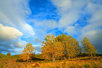 Aspen trees (Populus tremula) in autumn, Strathspey, Cairngorms NP, Scotland, UK, September 2011