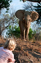 Man watching an adult bull African elephant (Loxononta africana) on a walking safari, South Luangwa National Park, Zambia, October. Nick Mackman