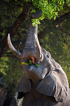 Adult bull African Elephant (Loxononta africana) reaching up to feed on foliage on the banks of the Luangwa River, South Luangwa National Park, Zambia, October