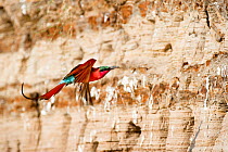 Southern Carmine bee-eater (Merops nubicoides) returning to nest hole in river bank, Luangwa River, South Luangwa National Park, Zambia, October
