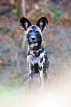 Adult Painted hunting dog / African wild dog (Lycaon pictus) on the banks of the Luangwa River, South Luangwa National Park, Zambia, October