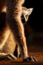 Young Ring-tailed lemur (Lemur catta) 6-8 weeks, with mother, Berenty Private Reserve, southern Madagascar, November