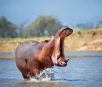 Adult male Hippopotamus (Hippopotamus amphibius) posturing in agressive 'yawn' behaviour, Luangwa River, South Luangwa National Park, Zambia, November