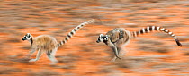 Two female Ring-tailed lemurs (Lemur catta) carrying infants (3-4 weeks) while running across open ground, Berenty Private Reserve, southern Madagascar. (digitally stitched image).