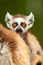 Young Ring-tailed lemur (Lemur catta) 6-8 weeks,  clinging to mother, Berenty Private Reserve, southern Madagascar, November