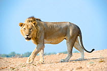 Adult male African lion (Panthera leo) walking along the banks of the Luangwa River, South Luangwa National Park, Zambia, November