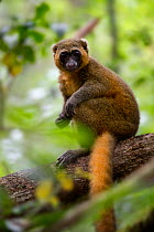 Golden bamboo lemur (Hapalemur aureus) in forest canopy, Ranomafana National Park, Madagascar, November