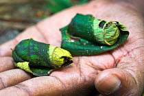 Egg cases made by a female Giraffe-necked weevil (Trachelophorus giraffa) from the leaf of favourite host tree (Dichaetanthera cordifolia), a single egg is laid inside, Ranomafana National Park, easte...