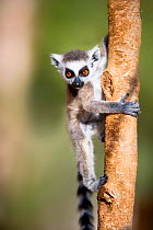Young Ring-tailed lemur (Lemur catta) 6-8 weeks, climbing branch in low vegetation, Berenty Private Reserve, southern Madagascar, November
