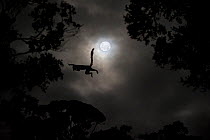 Silhouette of Red-fronted brown lemur (Eulemur rufus) leaping across gap in trees by moonlight, cathemeral behaviour, Ranomafana National Park, south east Madagascar, November