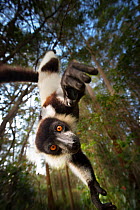 Black and white ruffed lemur (Varecia variegata) hanging from tree, Madagascar, critically endangered