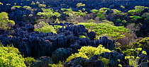First light over the 'Grande Tsingy' - limestone pinnacle karst formations, with deciduous forest trees growing in the canyons. Ankarana National Park, northern Madagascar, December 2010