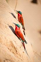 Southern Carmine bee-eaters (Merops nubicoides) near nest holes on the banks of the Luangwa River, South Luangwa National Park, Zambia, October