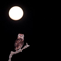 Verreaux's / Giant eagle-owl (Bubo lacteus) with full moon in the background, hunting along the banks of the Luangwa River, South Luangwa National Park, Zambia, October