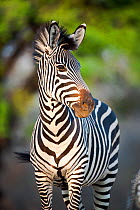 Crawshay's zebra (Equus quagga crawshayi), subspecies of Plains Zebra,  on the banks of the Luangwa River, South Luangwa National Park, Zambia, October