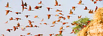 Flock of Southern carmine bee-eaters (Merops nubicoides) in flight from the banks of the Luangwa River, South Luangwa National Park, Zambia, October