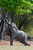 Adult bull African Elephant (Loxononta africana) trunk reaching up to feed on foliage on the banks of the Luangwa River, South Luangwa National Park, Zambia, October