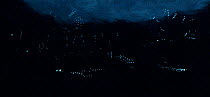 Stitched panoramic image of Ostracods using their light to display to mates. There are two species here, both from a new genus and neither of which has been properly described. At this stage, they are...