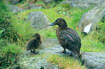 Auckland island teal (Anas aucklandia) female with chick, flightless endemic duck standing on grass covered rocks, Auckland Islands, New Zealand. Vulnerable species