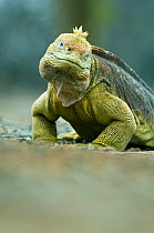 Galapagos land iguana (Conolophus subcristatus) Santa Cruz Is, Galapagos. Vulnerable species