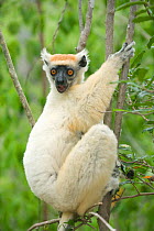 Golden-crowned / Tattersall's sifaka (Propithecus tattersalli) clinging to branch, Fanamby Reserve, Daraina, Madagascar. Endangered species.